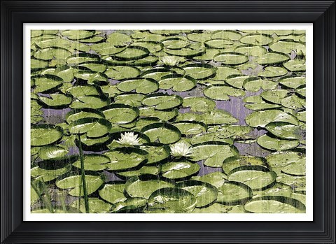 Framed Les Nympheas Print