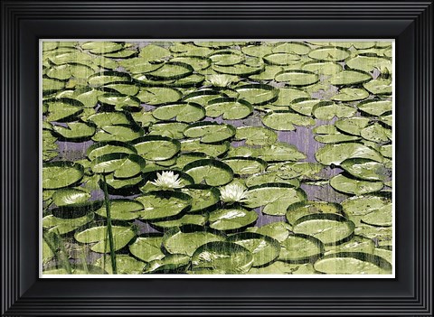 Framed Les Nympheas Print