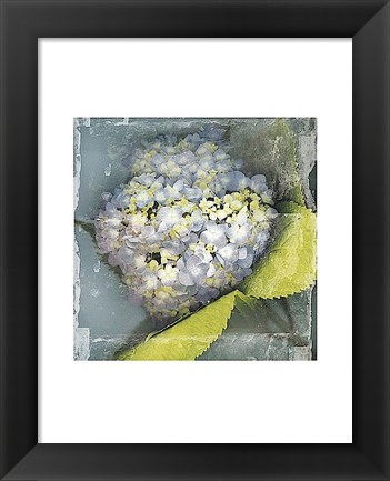 Framed Antique Bloom Print