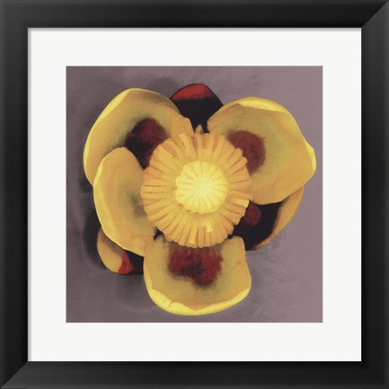 Framed Waterlily Print