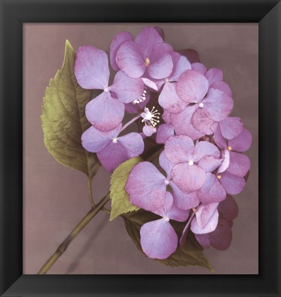 Framed Purple Hydrangea Print