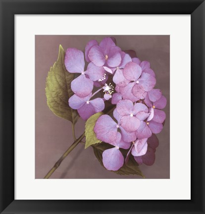 Framed Purple Hydrangea Print