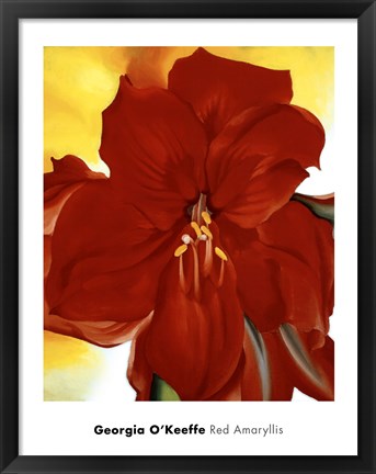 Framed Red Amaryllis, 1937 Print