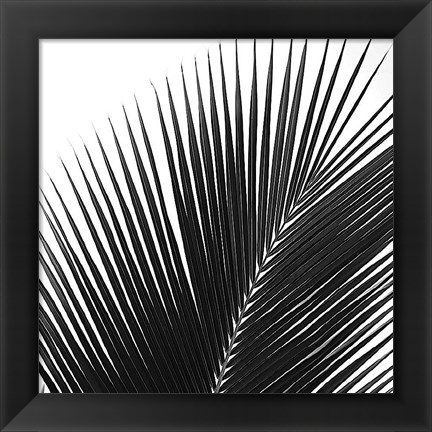 Framed Palms 14 (detail) Print