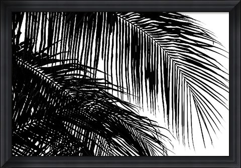 Framed Palms 3 Print