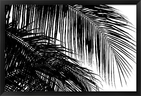 Framed Palms 3 Print