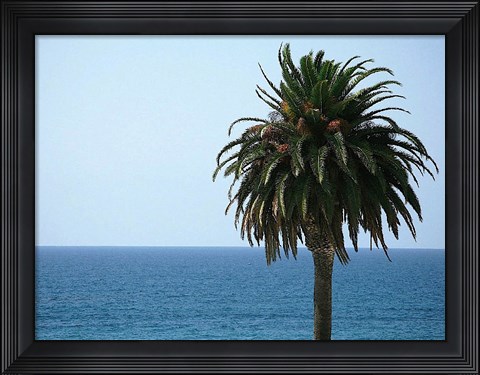 Framed Palm at Moonlight Beach Print