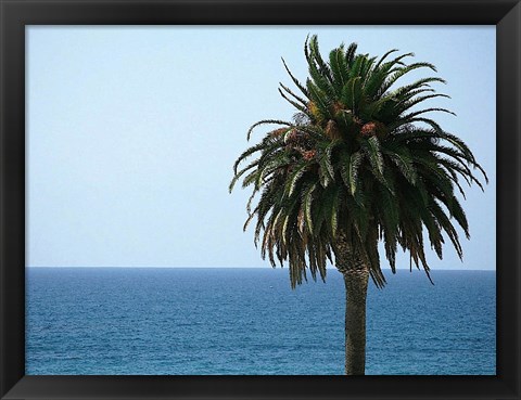 Framed Palm at Moonlight Beach Print