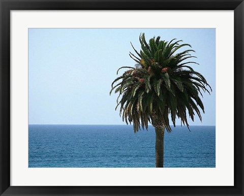 Framed Palm at Moonlight Beach Print