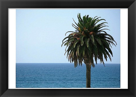 Framed Palm at Moonlight Beach Print