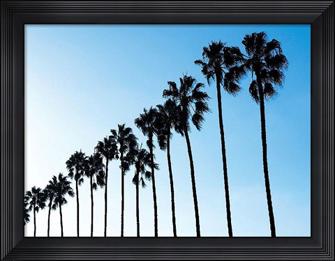 Framed La Jolla Palms Print