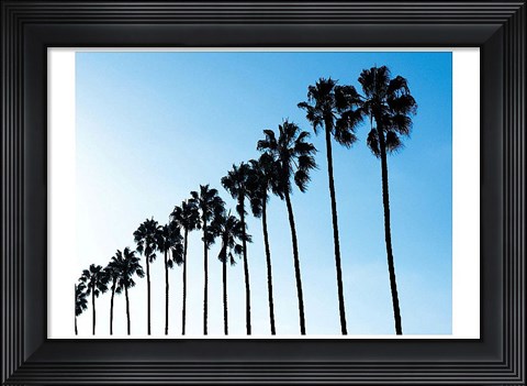 Framed La Jolla Palms Print