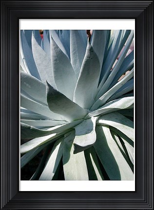 Framed Cactus 1 Print