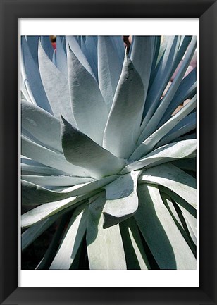 Framed Cactus 1 Print