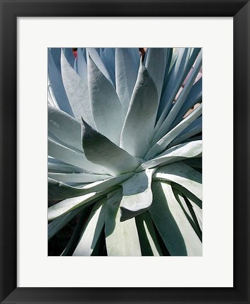 Framed Cactus 1 Print