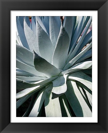 Framed Cactus 1 Print