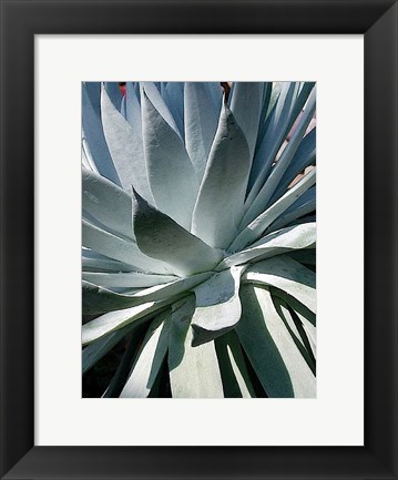 Framed Cactus 1 Print