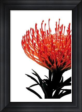 Framed Orange Protea 1 Print