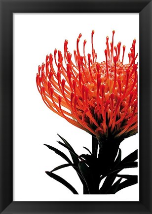 Framed Orange Protea 1 Print