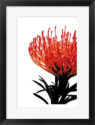 Framed Orange Protea 1 Print