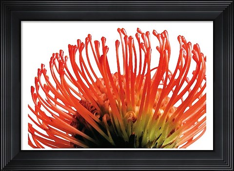 Framed Orange Protea 2 Print