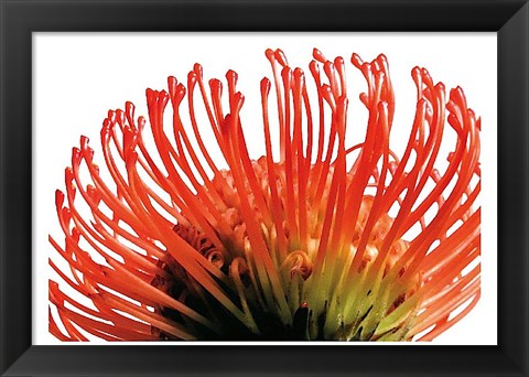 Framed Orange Protea 2 Print