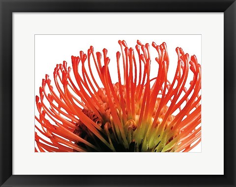 Framed Orange Protea 2 Print