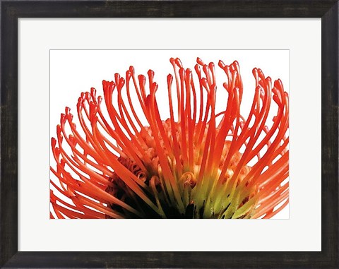 Framed Orange Protea 2 Print