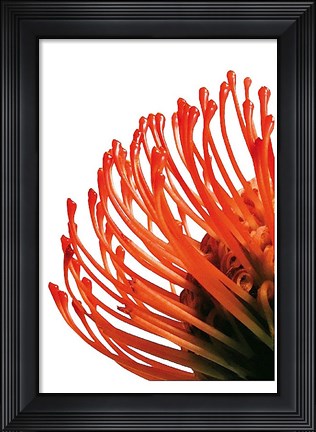 Framed Orange Protea 4 Print