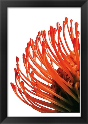 Framed Orange Protea 4 Print