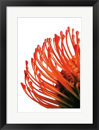 Framed Orange Protea 4 Print