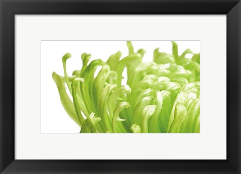 Framed Green Bloom 1 Print