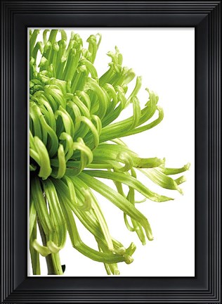 Framed Green Bloom 2 Print