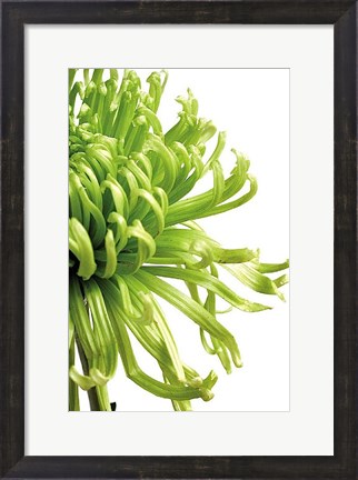 Framed Green Bloom 2 Print