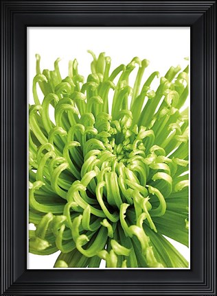 Framed Green Bloom 5 Print