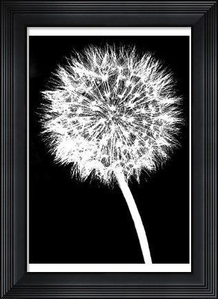 Framed Dandelion Print