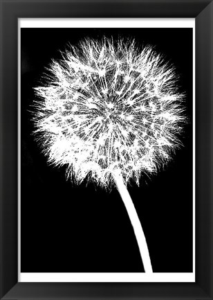 Framed Dandelion Print