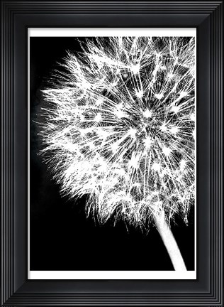 Framed Dandelion Crop Print