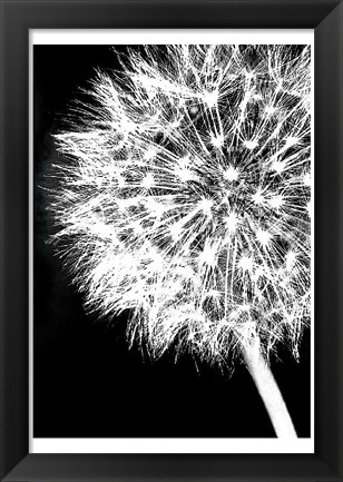 Framed Dandelion Crop Print