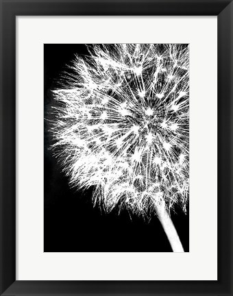 Framed Dandelion Crop Print