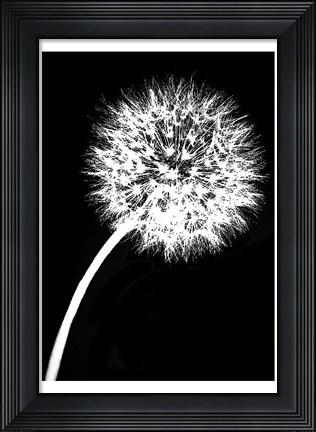 Framed Dandelion Tilt Print