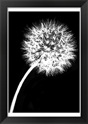 Framed Dandelion Tilt Print