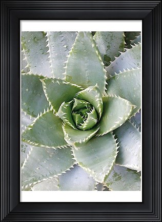 Framed Cactus 3 Print