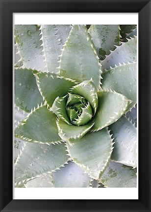 Framed Cactus 3 Print