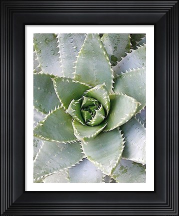 Framed Cactus 3 Print