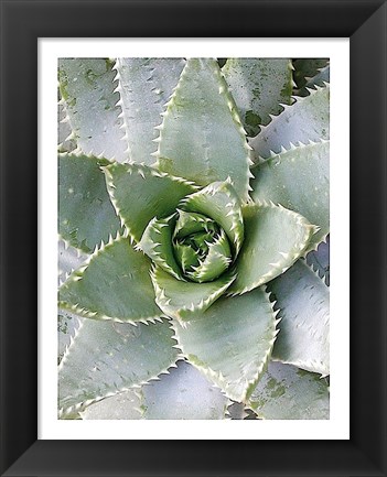 Framed Cactus 3 Print