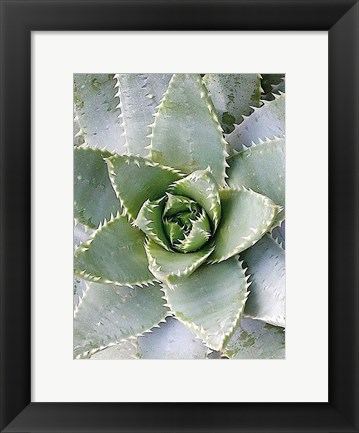 Framed Cactus 3 Print