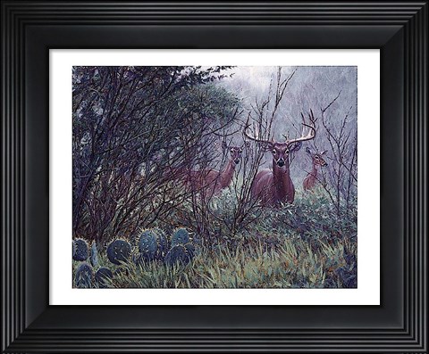 Framed Lone Star Whitetail Print