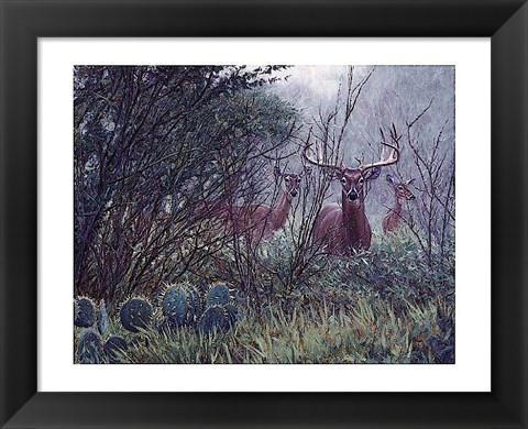 Framed Lone Star Whitetail Print