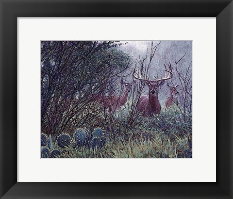 Framed Lone Star Whitetail Print